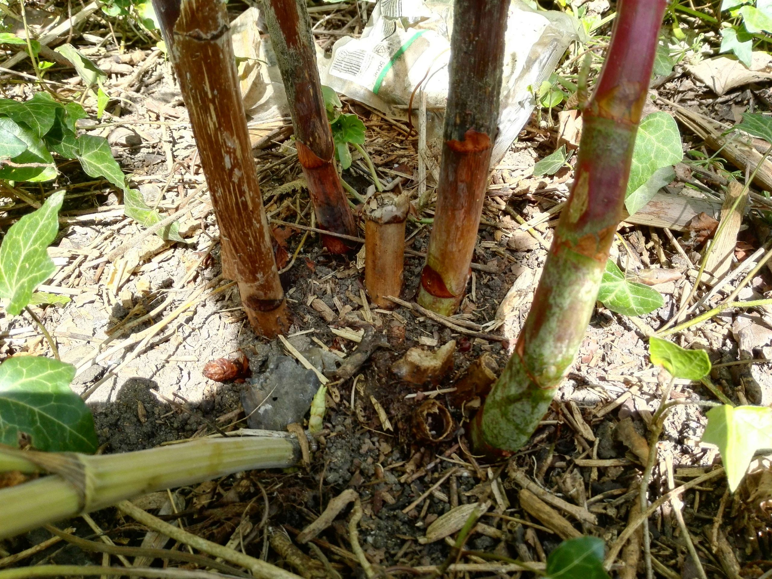 Removing knotweed from development site