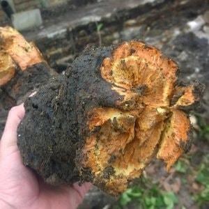 Japanese knotweed rhizome root being held to show orange coloured centre