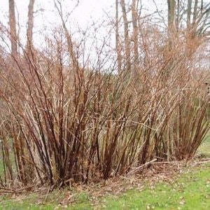 Japanese knotweed clump in winter with brown brittle canes