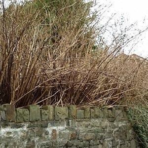 Japanese knotweed canes spreading over a wall in winter