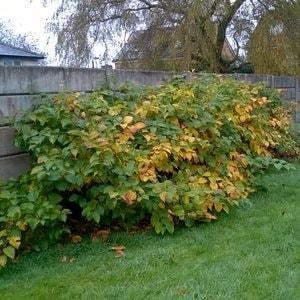 Japanese knotweed leaves in Autumn turn golden in colour before dropping off