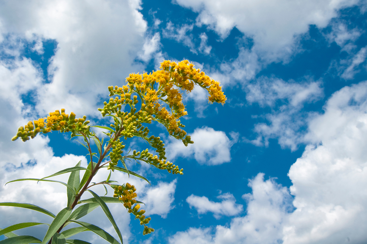 Invasive species of weed with green stem and yellow flowers called goldrute