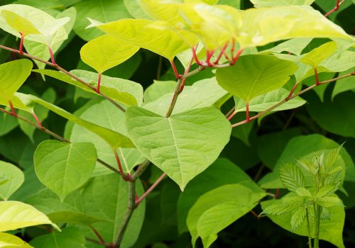 A bush of Japanese knotweed with green shovel shaped leaves and red stems.