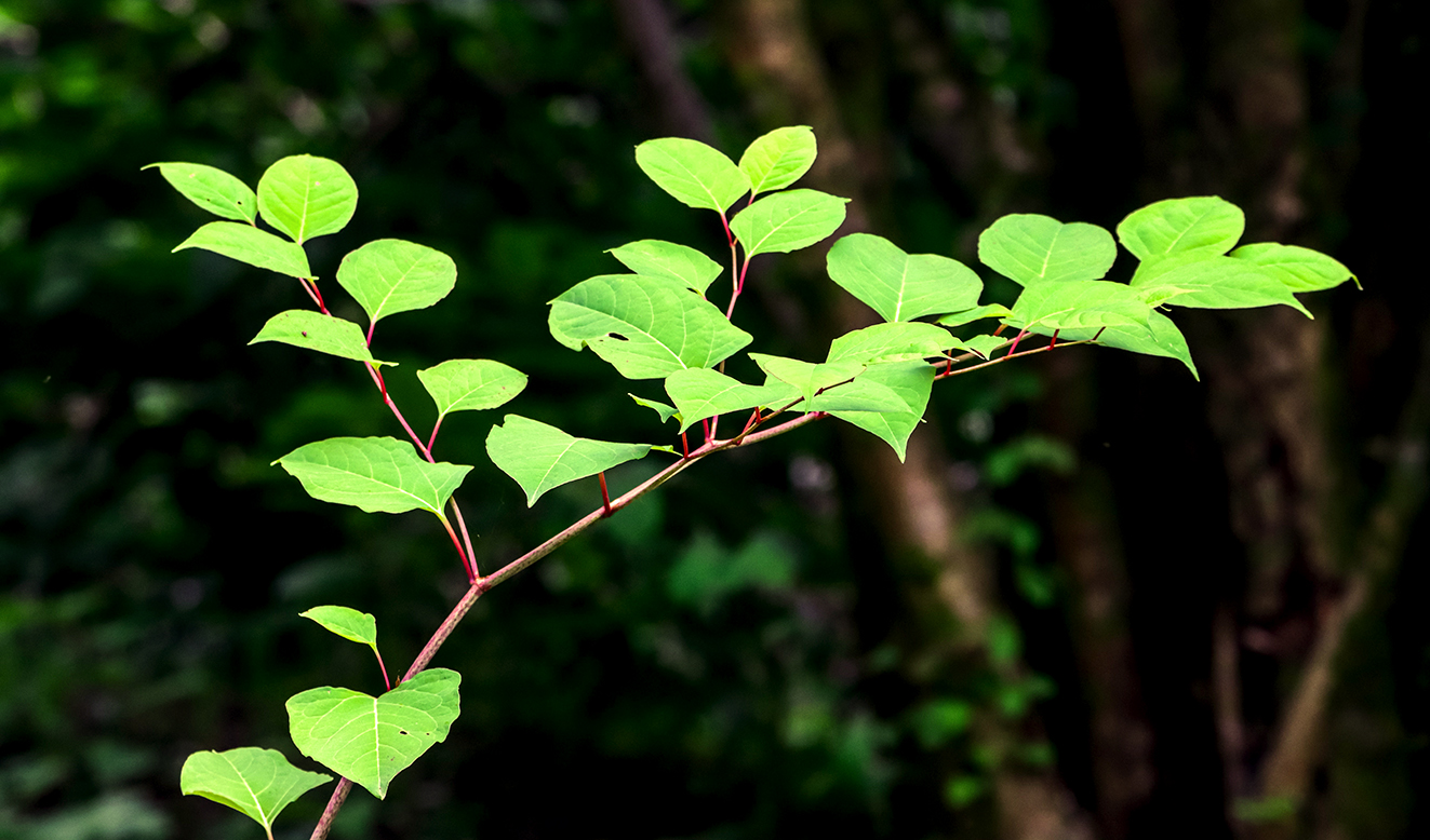 Closeup shot of the Japanese knotweed, reynoutria japonica