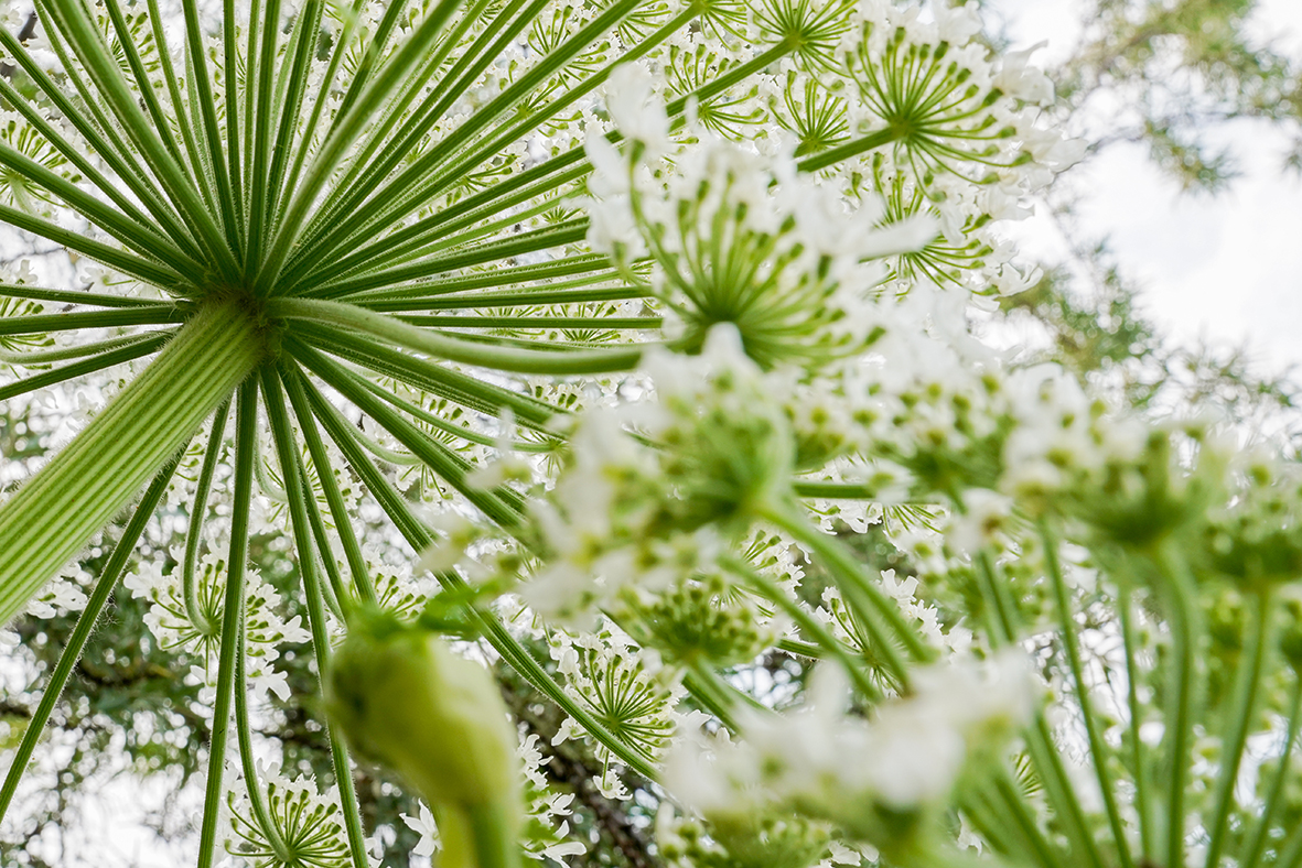 Giant Hogweed (Heracleum) seen from below.