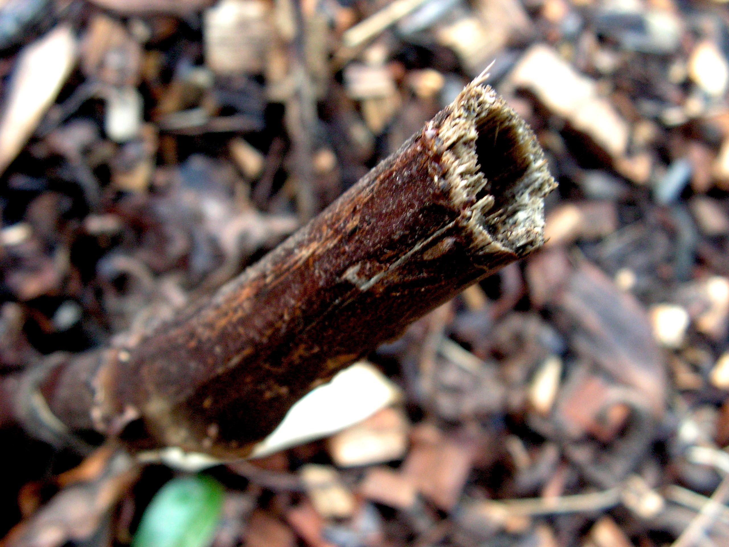 Japanese knotweed cane showing hollow inside