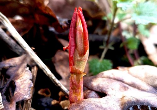 Close up of new knotweed shoot