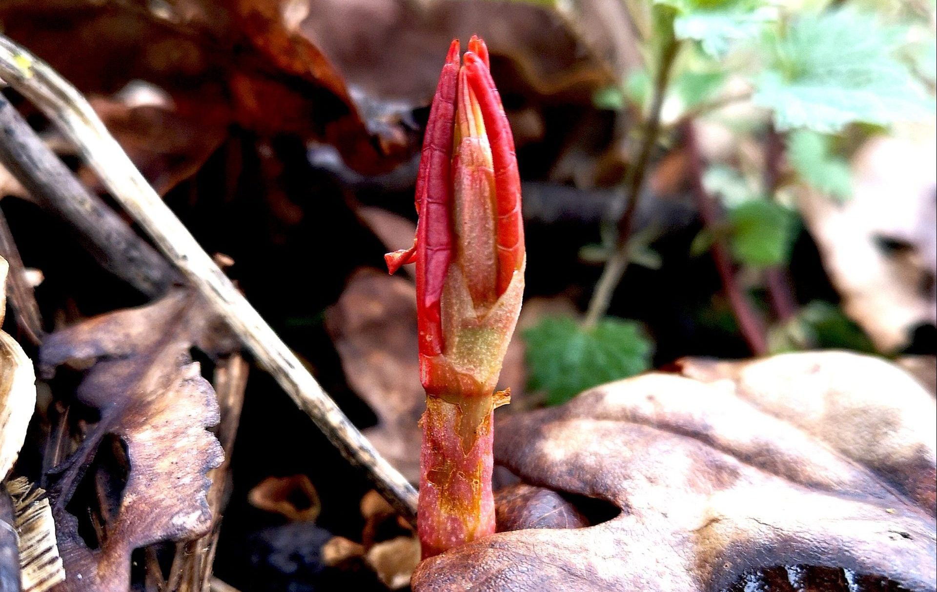 Close up of new knotweed shoot