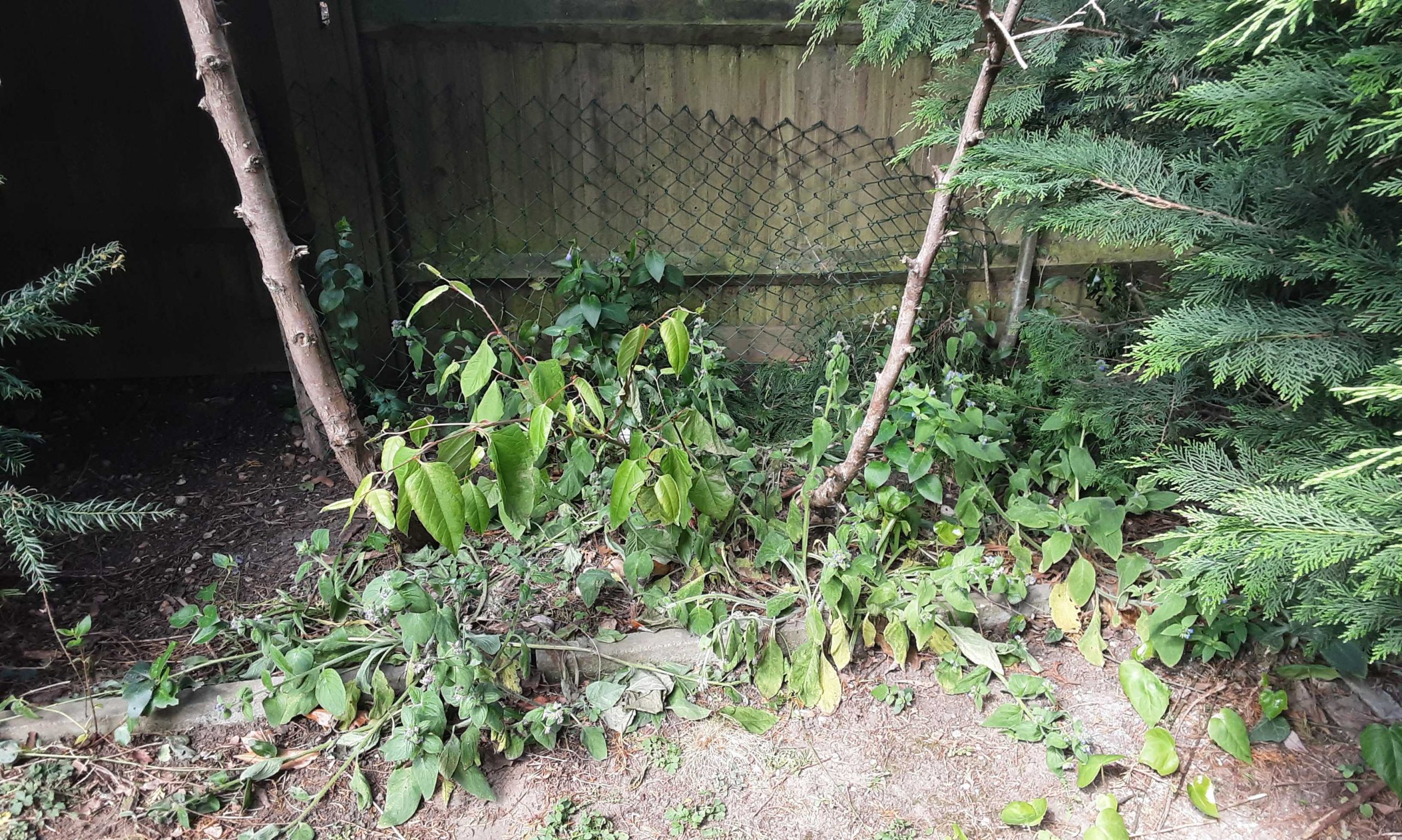 Excavation removes knotweed from homeowners property