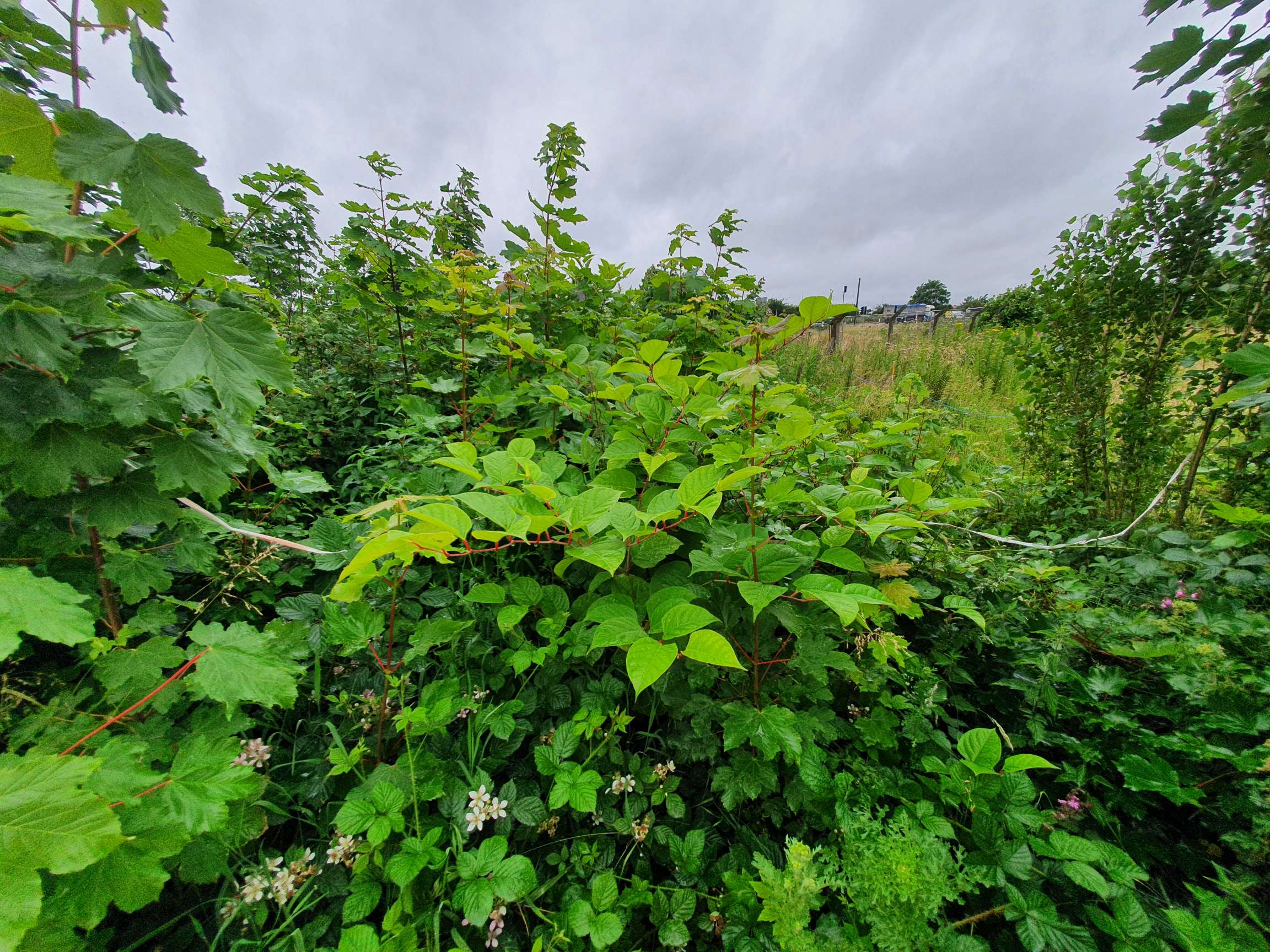 Japanese knotweed growing on open ground