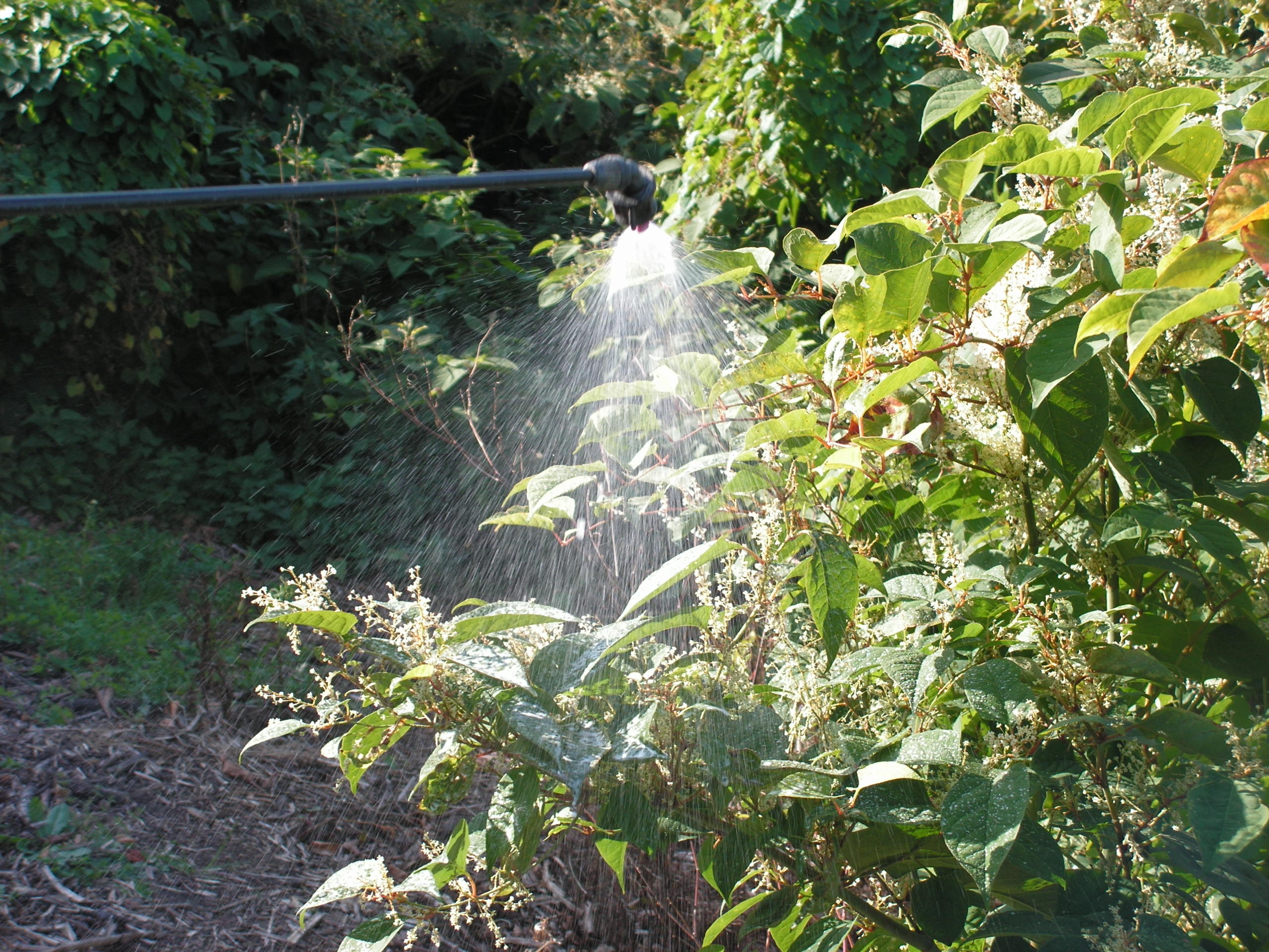 Japanese knotweed being treated with herbicide