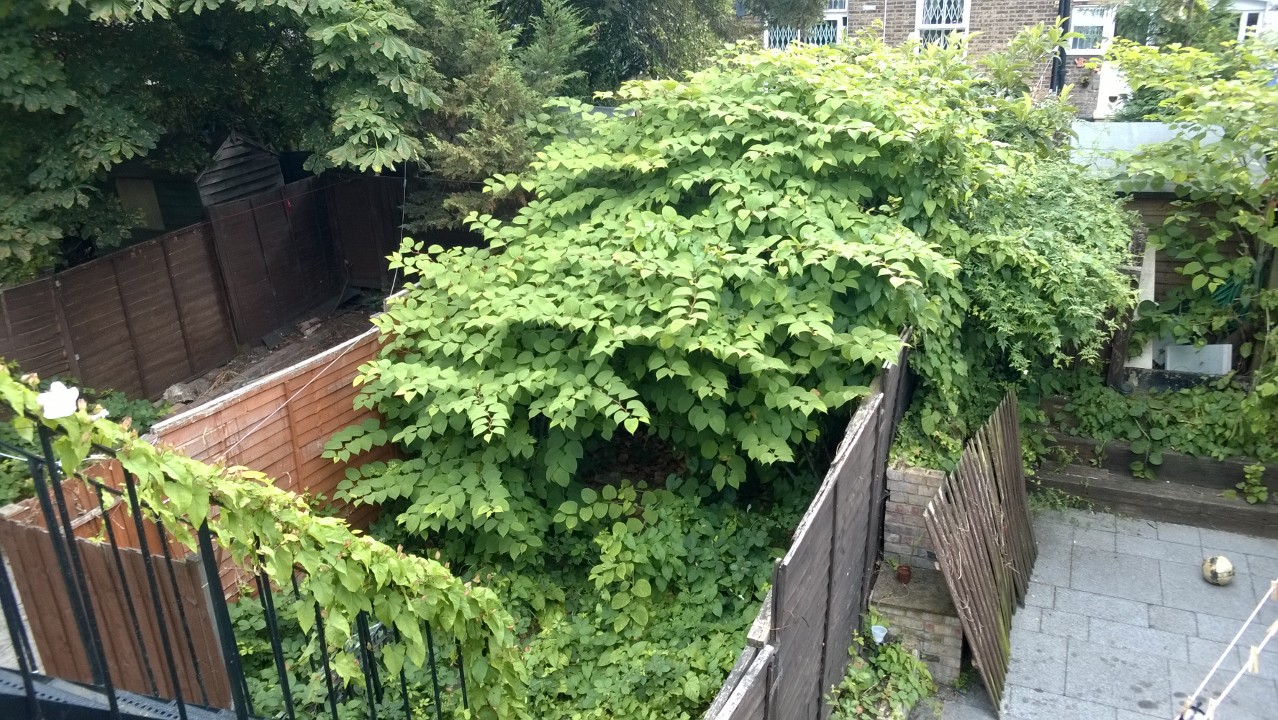 Japanese knotweed infesting a garden, damaging external structures and encroaching onto property.