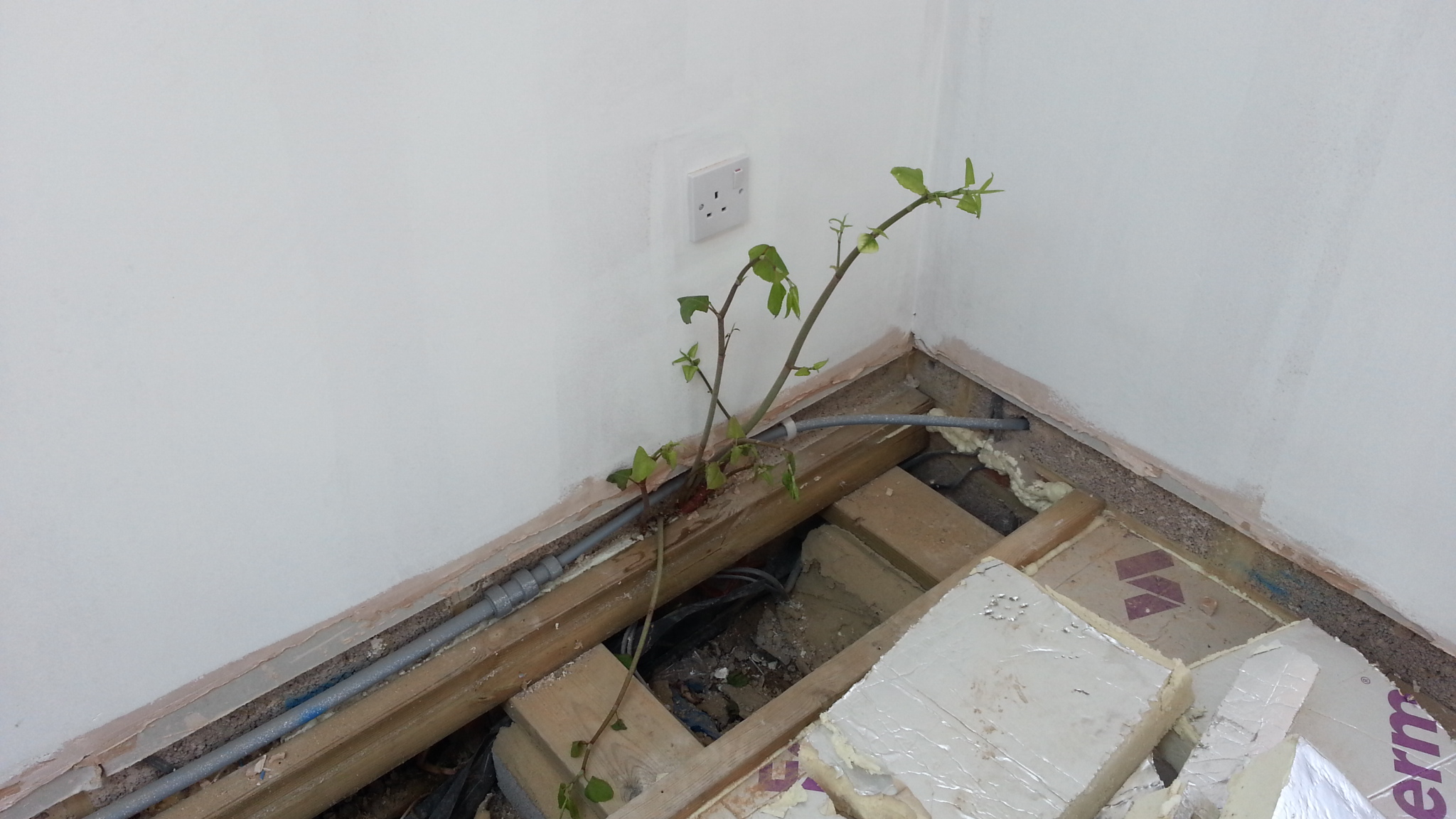 Japanese knotweed growing into a room through a small crack in the foundations