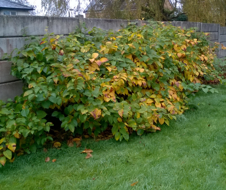 What does Japanese knotweed look like - Japanese Knotweed Ltd