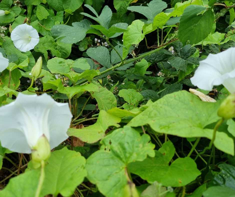 Bindweed has similar shaped leaves but the growth patter is completely different to Japanese knotweed and the flowers, though white are much larger than the small clusters that grow on knotweed.