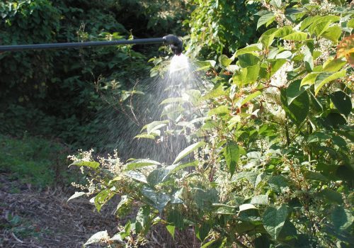 Japanese knotweed being treated with herbicide