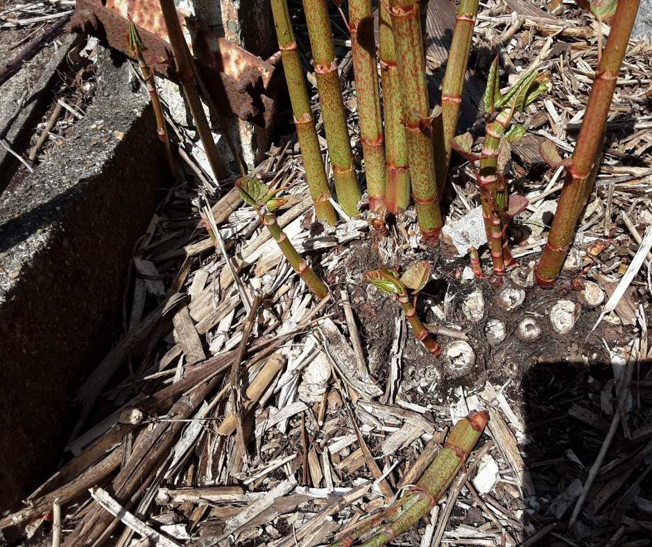 A Japanese knotweed crown with new growth visible, and surrounded by last year's canes.