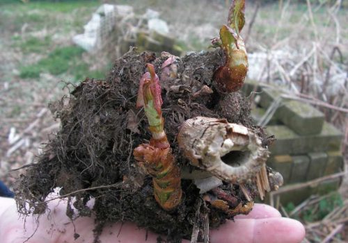 Knotweed rhizome crown held in hand