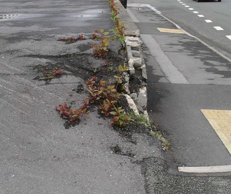 Japanese knotweed exploiting cracks in asphalt