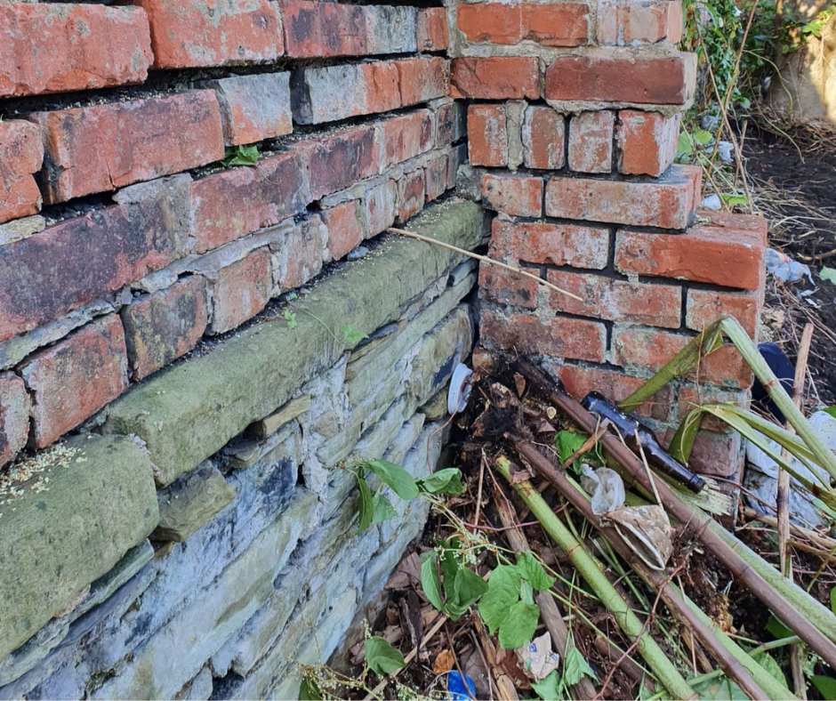 Japanese knotweed growing between brickwork