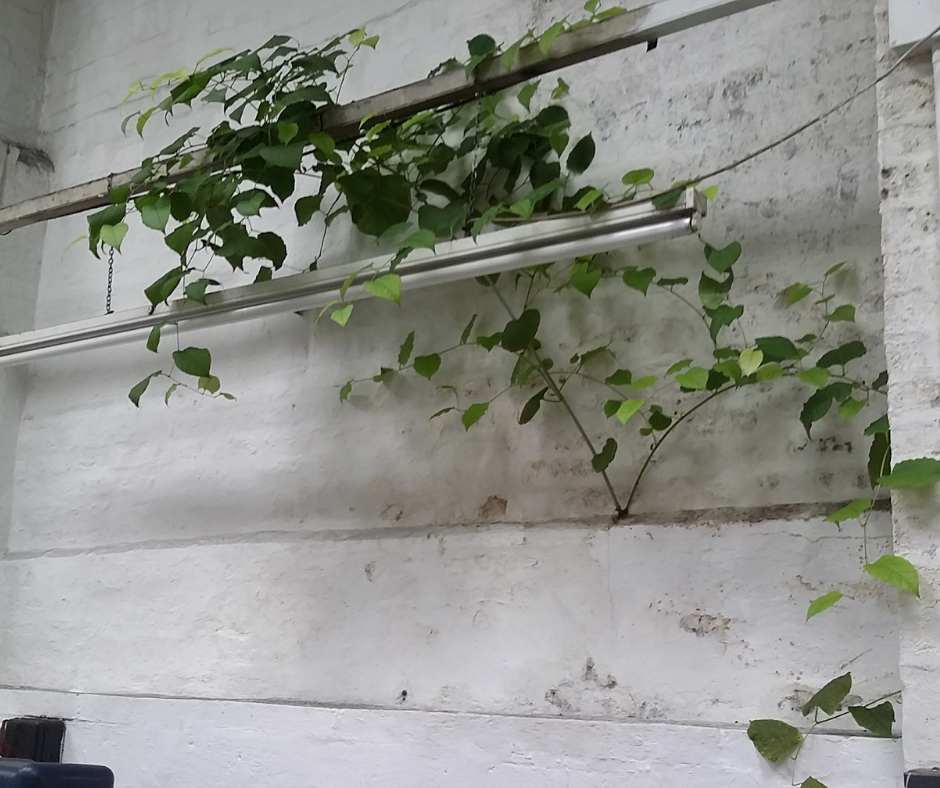 Japanese knotweed growing through gaps in a brick wall.