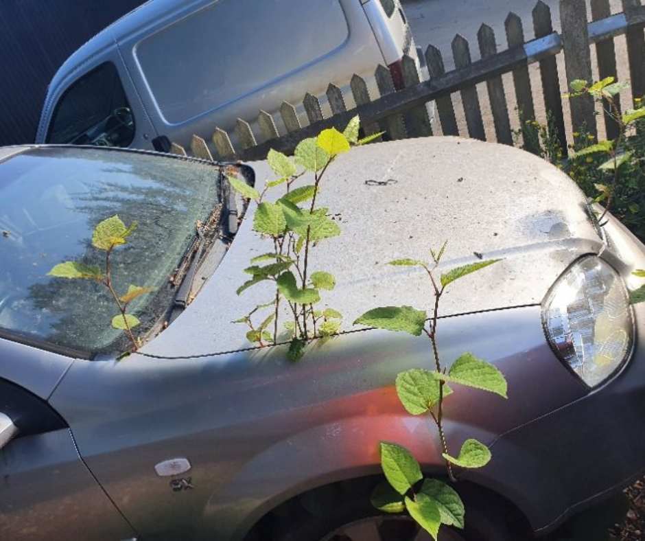 Japanese knotweed growing through the bonnet of a car.