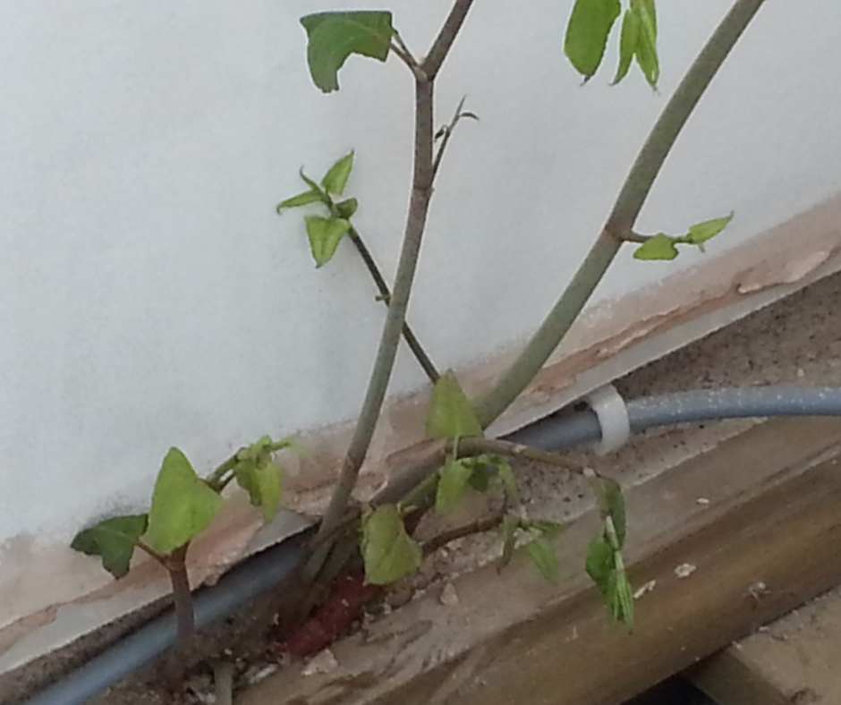 Japanese knotweed growing internally through a crack in the skirting board of a house.