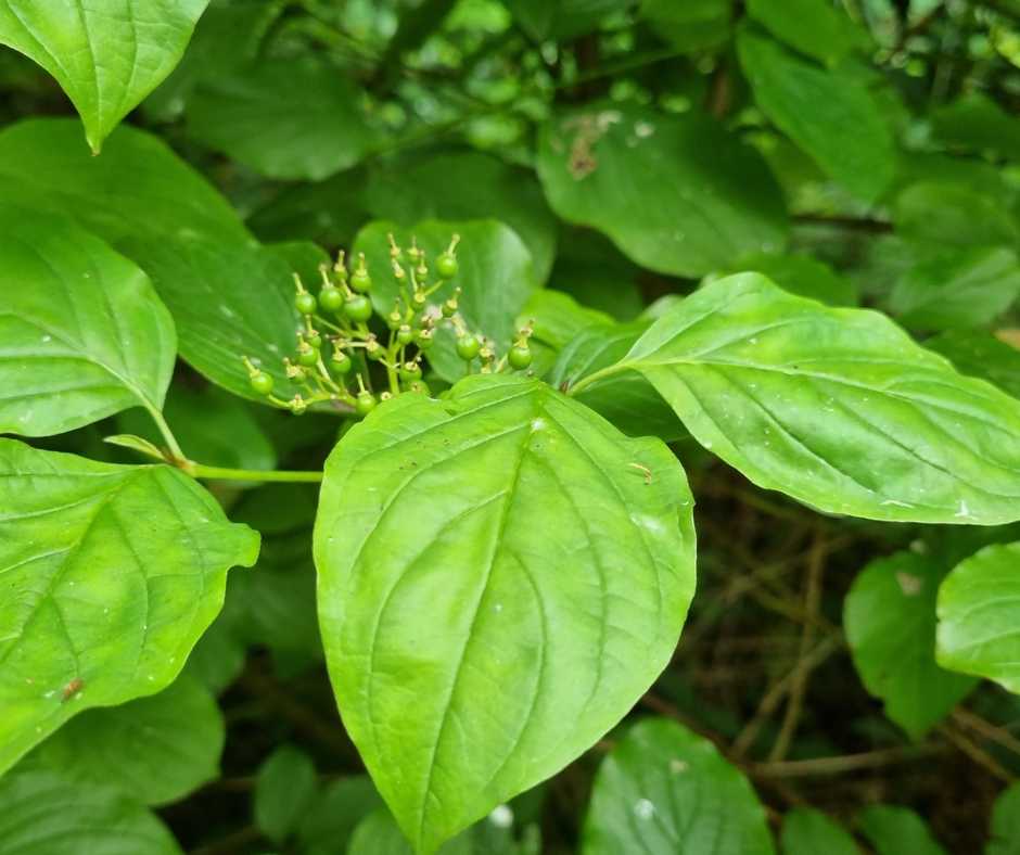 Dogwood leaves look similar but the growth pattern does not match Japanese knotweed, zig-zag pattern. Certain Dogwood varieties have red stems which can appear similar to Japanese knotweed.