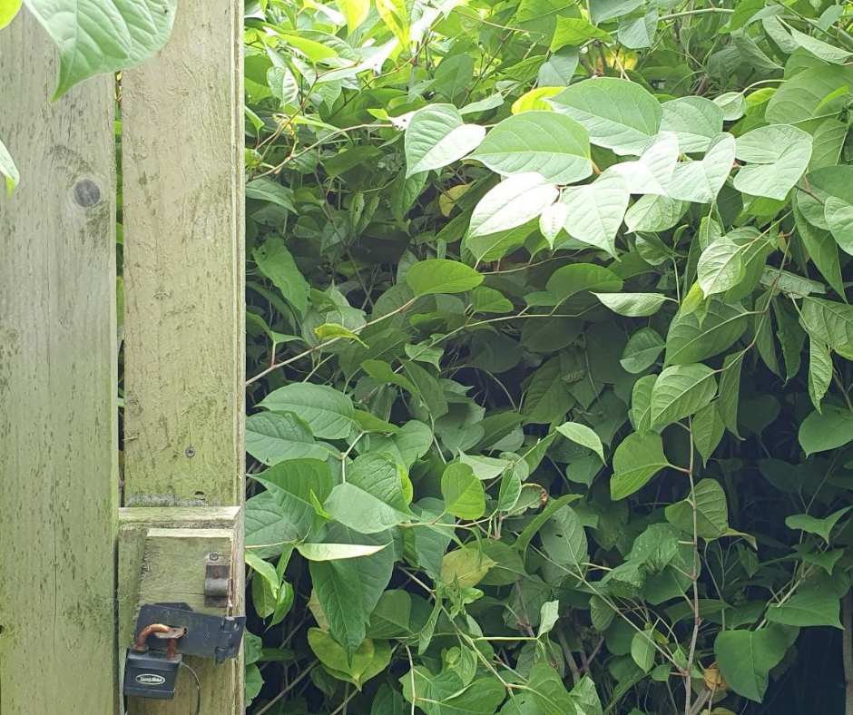 Japanese knotweed encroaching through a gate onto a neighbour's land.