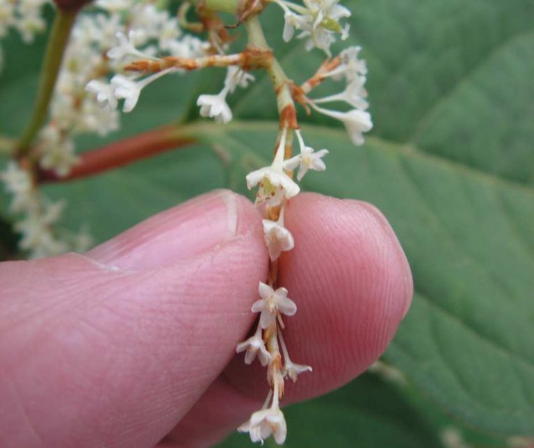 What does Japanese knotweed look like - Japanese Knotweed Ltd