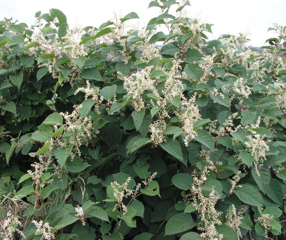 Japanese knotweed flowers are prolific and grow in clusters along the stems.