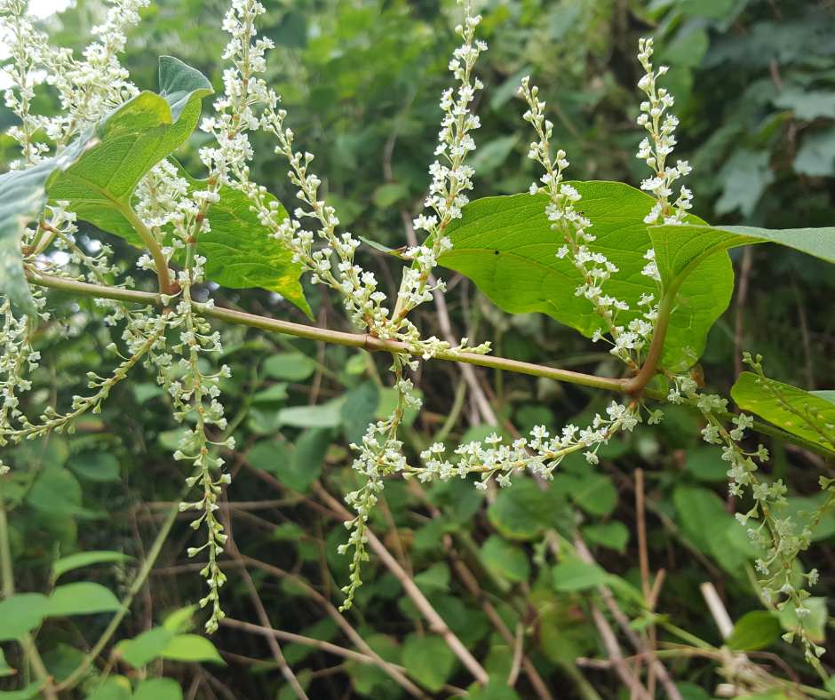 A close up of Japanese knotweed flowers growing along stems.