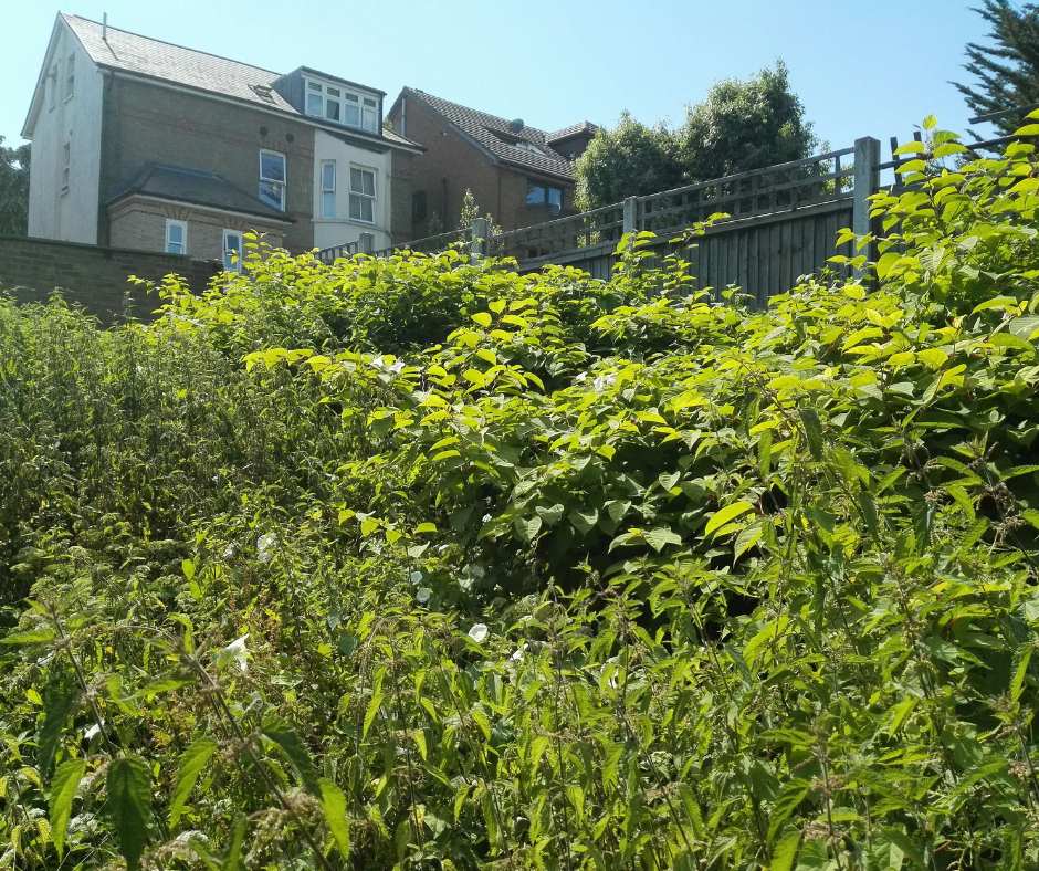 Japanese knotweed overgrowth on a residential property.