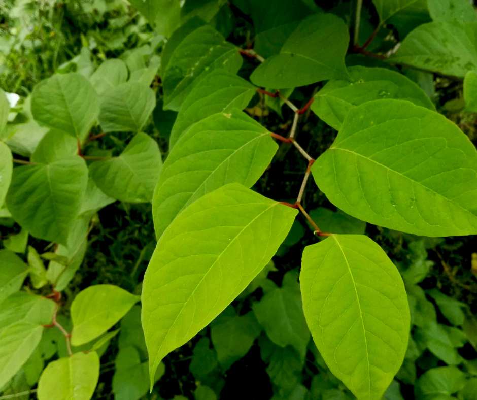 How much does it cost to control Japanese knotweed in the UK?
