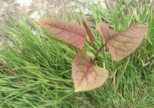 This is what Japanese knotweed looks like in spring as a young plant