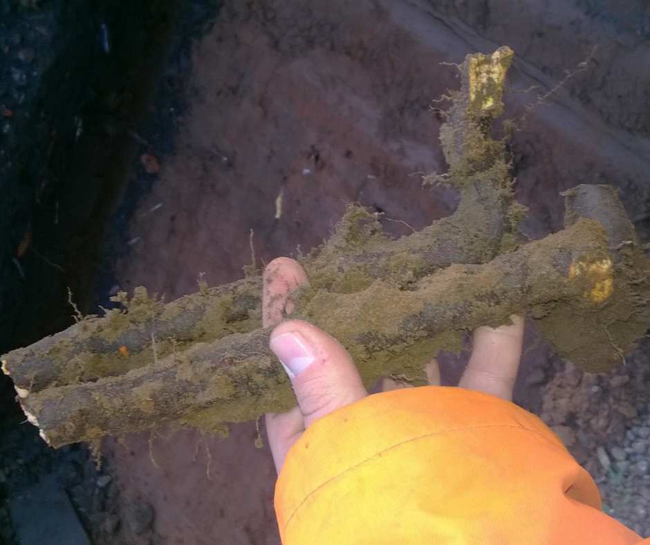 Close up of Japanese knotweed rhizomes showing fibrous outer texture 