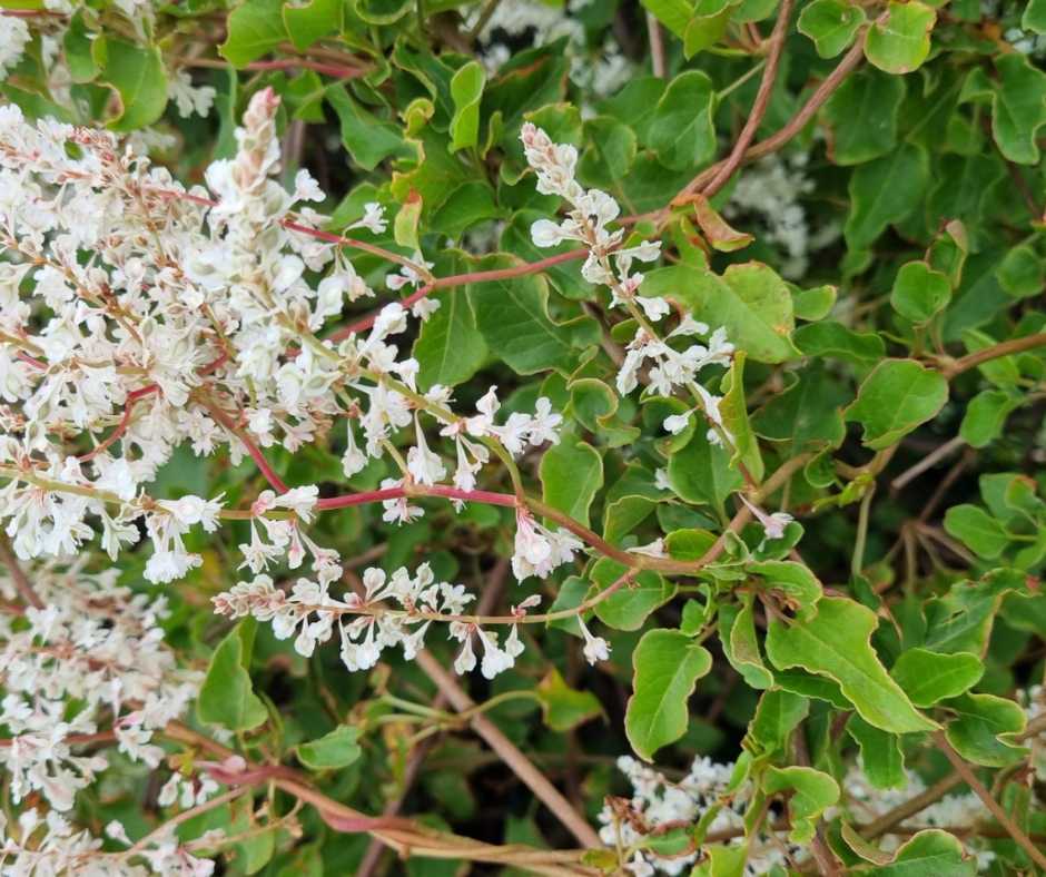 Russian vine has similar flowers to Japanese knotweed but the leaves are not shovel-shaped and smaller.