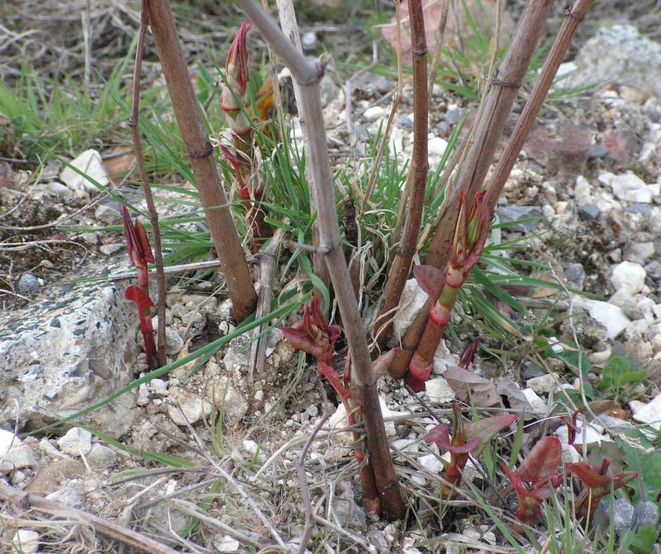 Young shoots growing from the underground crown among the previous year's dead canes.