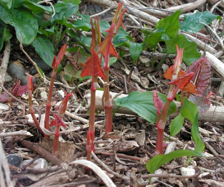 What does Japanese knotweed look like - Japanese Knotweed Ltd