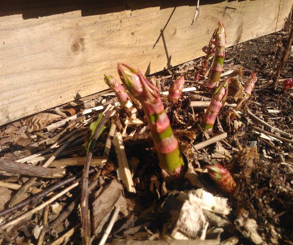 As the Japanese knotweed shoots grow the green stems emerge with leaves about to unfurl.