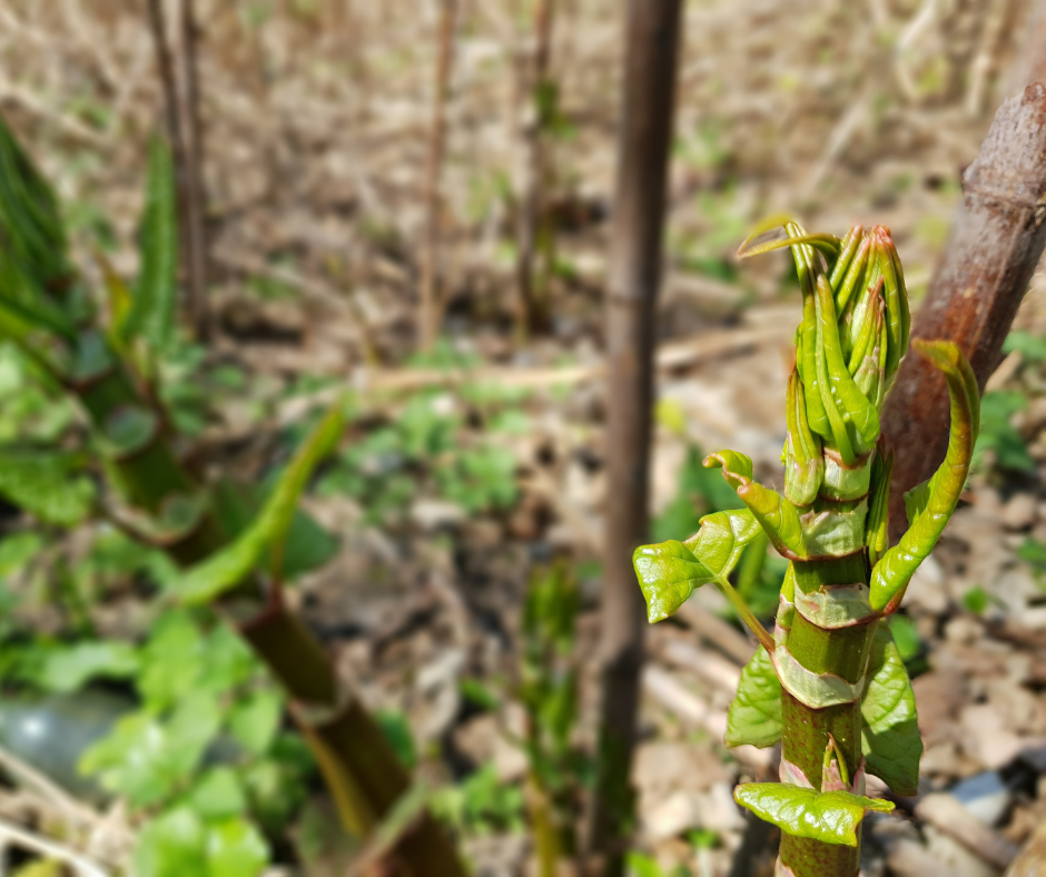 Japanese knotweed in spring with asparagus like tips