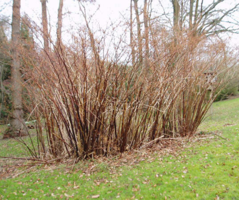 Japanese knotweed in winter has brown brittle canes