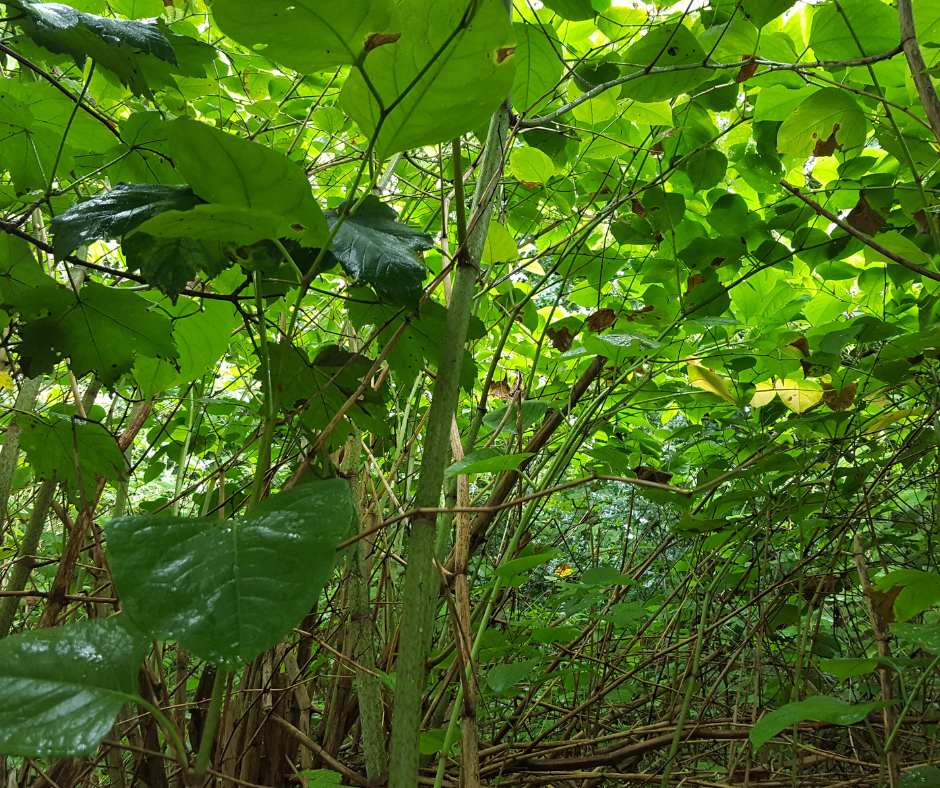 Japanese knotweed stems forming a dense canopy