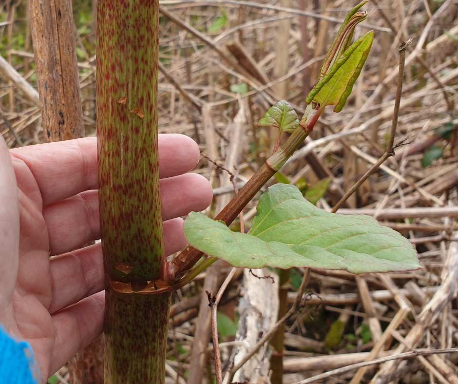 Close up of hand holding a Japanese knotweed stem.