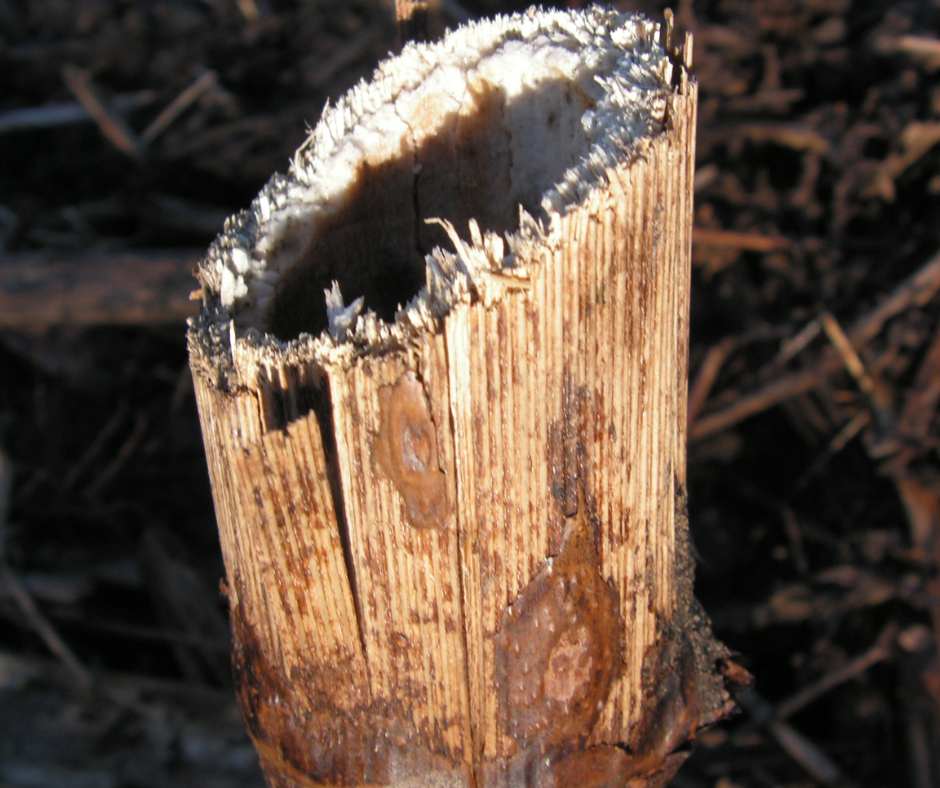 Close up of Japanese knotweed brittle woody stem in winter.