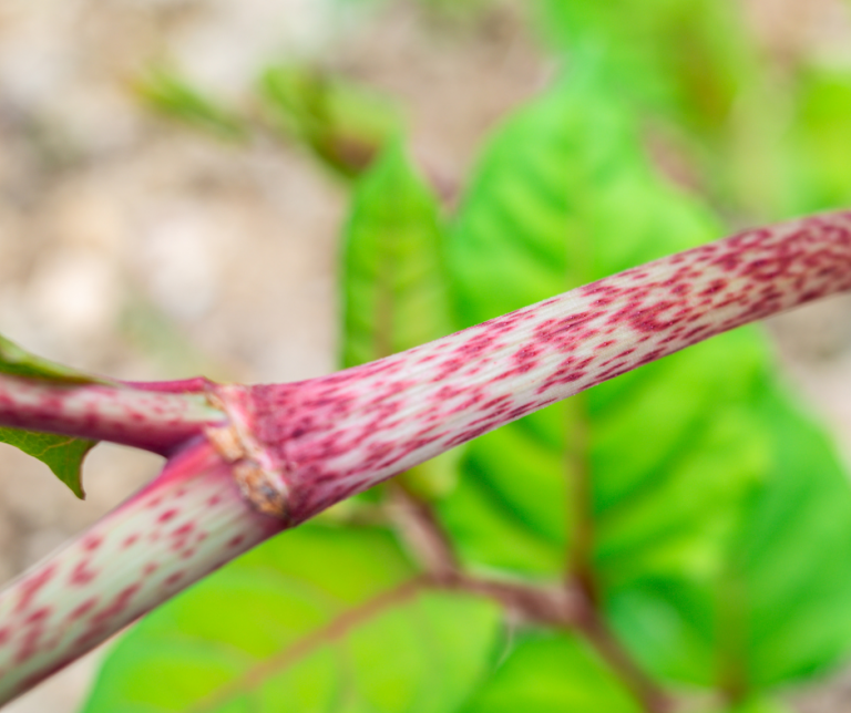 What does Japanese knotweed look like - Japanese Knotweed Ltd