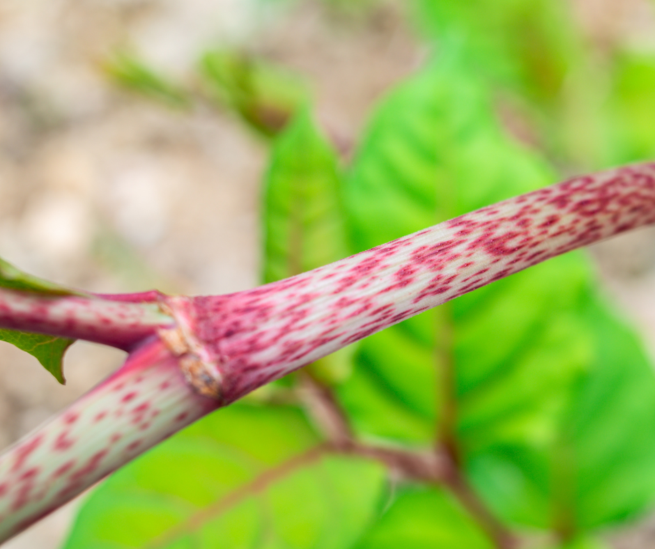A close up view of the distinctive patterning on the stems in summer.