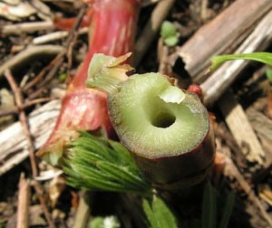 Japanese knotweed stems showing it's fleshy inside and hollow centre.