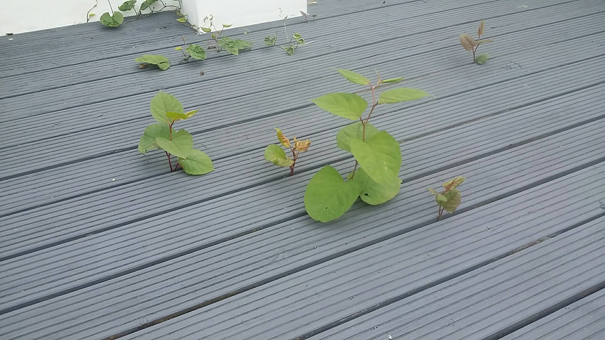 Japanese knotweed growing through decking