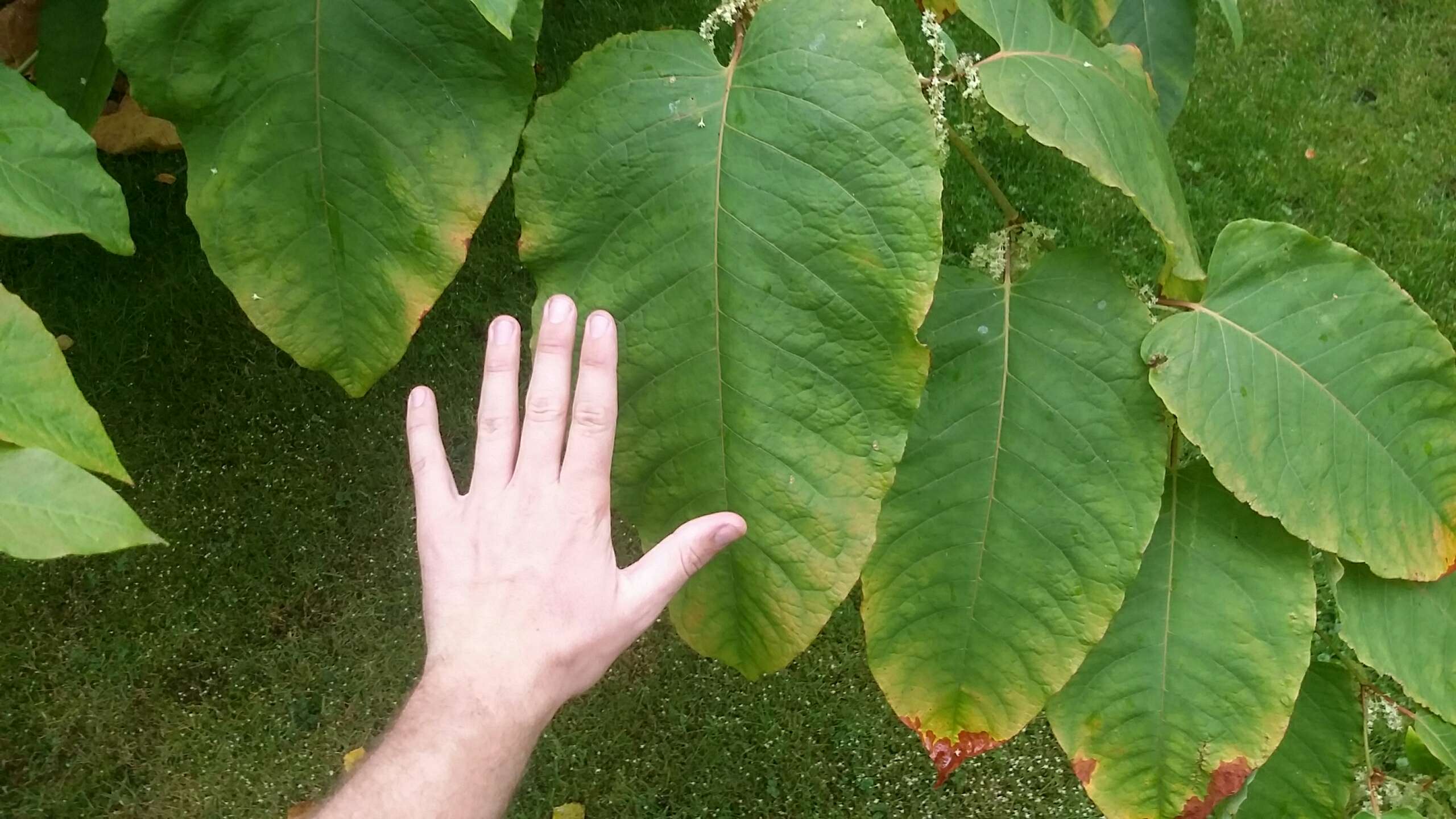 Hand next to Giant knotweed leaf